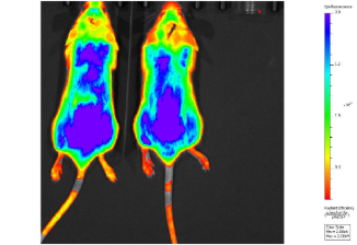 Metastasis model
