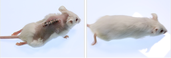 Traumatic SCI mouse model image